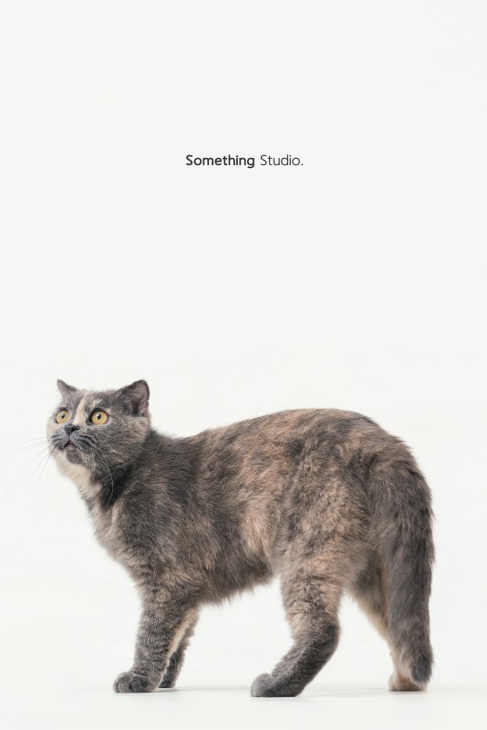 SOMETHINGSTUDIO,三牲工作室,三牲,中途攝影,寵物寫真,寵物攝影,寵物肖像,毛孩,毛孩寫真,喵星人,貓奴,貓,領養不棄養,領養代替購買