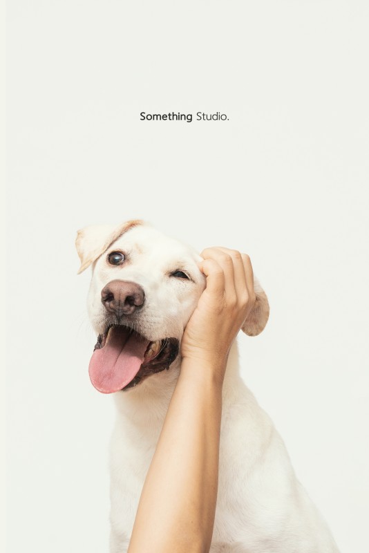 SOMETHINGSTUDIO,三牲工作室,三牲,中途攝影,寵物寫真,寵物攝影,寵物肖像,毛孩,毛孩寫真,汪星人,狗,米克斯,領養不棄養,領養代替購買
