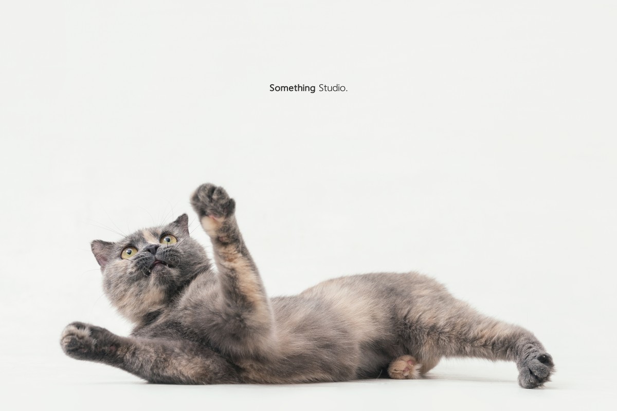 SOMETHINGSTUDIO,三牲工作室,三牲,中途攝影,寵物寫真,寵物攝影,寵物肖像,毛孩,毛孩寫真,喵星人,貓奴,貓,領養不棄養,領養代替購買