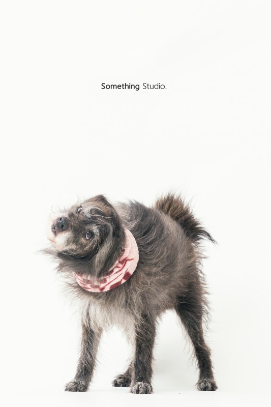SOMETHINGSTUDIO,三牲工作室,三牲,中途攝影,寵物寫真,寵物攝影,寵物肖像,毛孩,毛孩寫真,喵星人,貓奴,貓,領養不棄養,領養代替購買