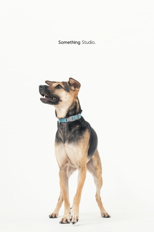SOMETHINGSTUDIO,三牲工作室,三牲,中途攝影,寵物寫真,寵物攝影,寵物肖像,毛孩,毛孩寫真,汪星人,領養不棄養,領養代替購買,