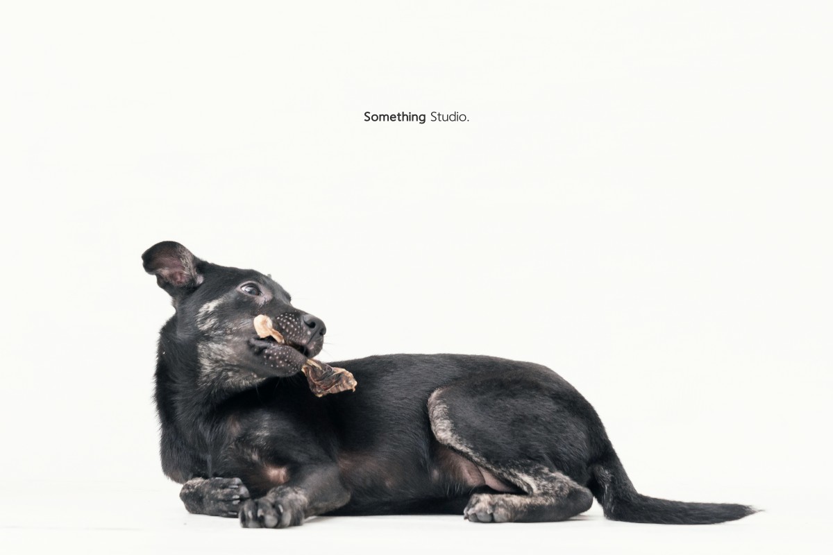 SOMETHINGSTUDIO,三牲工作室,三牲,中途攝影,寵物寫真,寵物攝影,寵物肖像,毛孩,毛孩寫真,汪星人,領養不棄養,領養代替購買