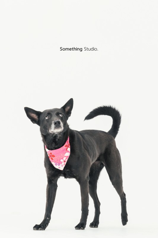 SOMETHINGSTUDIO,三牲工作室,三牲,中途攝影,寵物寫真,寵物攝影,寵物肖像,毛孩,毛孩寫真,汪星人,狗,米克斯,領養不棄養,領養代替購買