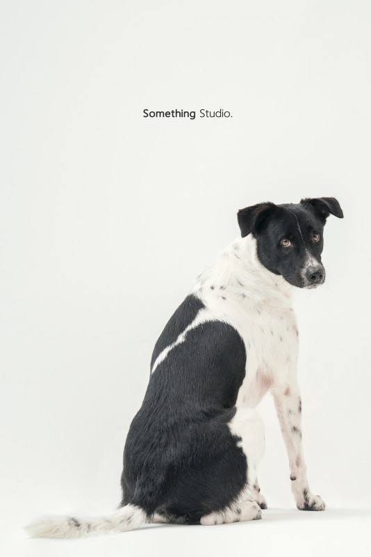 SOMETHINGSTUDIO,三牲工作室,三牲,中途攝影,寵物寫真,寵物攝影,寵物肖像,毛孩,毛孩寫真,汪星人,狗,米克斯,領養不棄養,領養代替購買