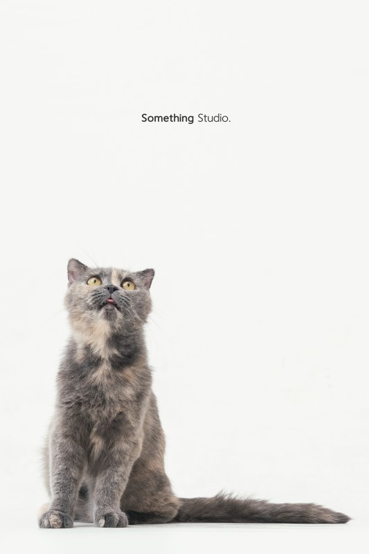 SOMETHINGSTUDIO,三牲工作室,三牲,中途攝影,寵物寫真,寵物攝影,寵物肖像,毛孩,毛孩寫真,喵星人,貓奴,貓,領養不棄養,領養代替購買