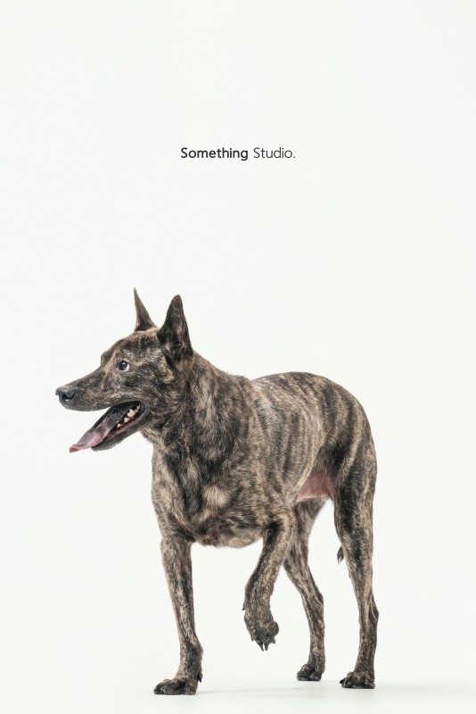 SOMETHINGSTUDIO,三牲工作室,三牲,中途攝影,寵物寫真,寵物攝影,寵物肖像,毛孩,毛孩寫真,汪星人,狗,米克斯,領養不棄養,領養代替購買