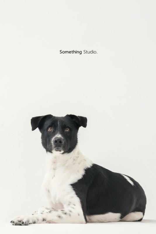 SOMETHINGSTUDIO,三牲工作室,三牲,中途攝影,寵物寫真,寵物攝影,寵物肖像,毛孩,毛孩寫真,汪星人,狗,米克斯,領養不棄養,領養代替購買