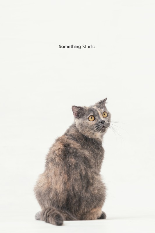 SOMETHINGSTUDIO,三牲工作室,三牲,中途攝影,寵物寫真,寵物攝影,寵物肖像,毛孩,毛孩寫真,喵星人,貓奴,貓,領養不棄養,領養代替購買