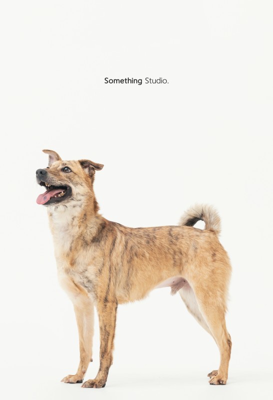 SOMETHINGSTUDIO,三牲工作室,三牲,中途攝影,寵物寫真,寵物攝影,寵物肖像,毛孩,毛孩寫真,汪星人,狗,米克斯,領養不棄養,領養代替購買