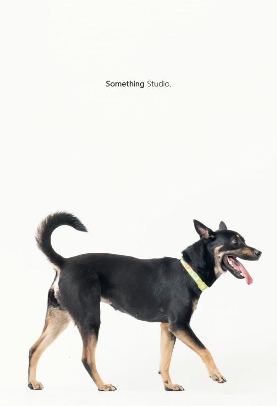 SOMETHINGSTUDIO,三牲工作室,三牲,中途攝影,寵物寫真,寵物攝影,寵物肖像,毛孩,毛孩寫真,汪星人,狗,米克斯,領養不棄養,領養代替購買