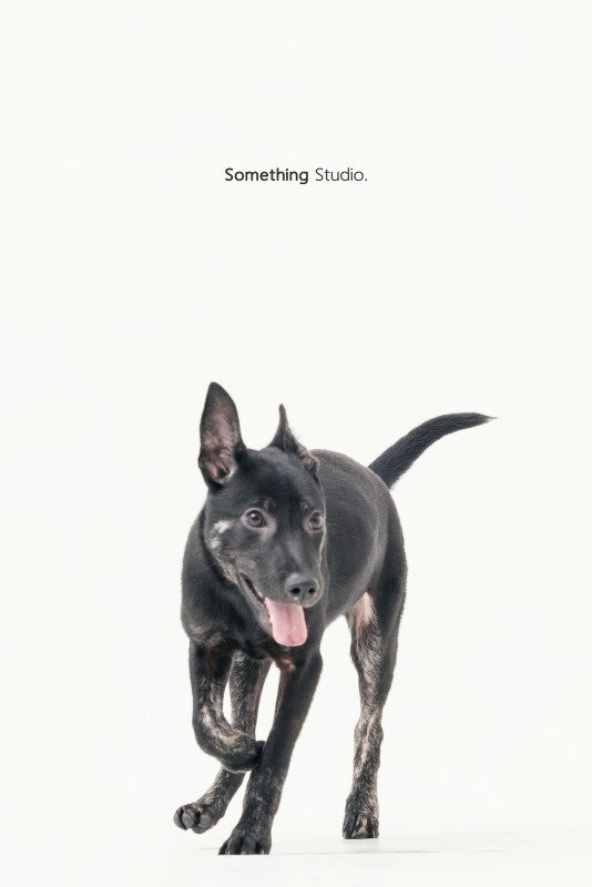 SOMETHINGSTUDIO,三牲工作室,三牲,中途攝影,寵物寫真,寵物攝影,寵物肖像,毛孩,毛孩寫真,汪星人,領養不棄養,領養代替購買