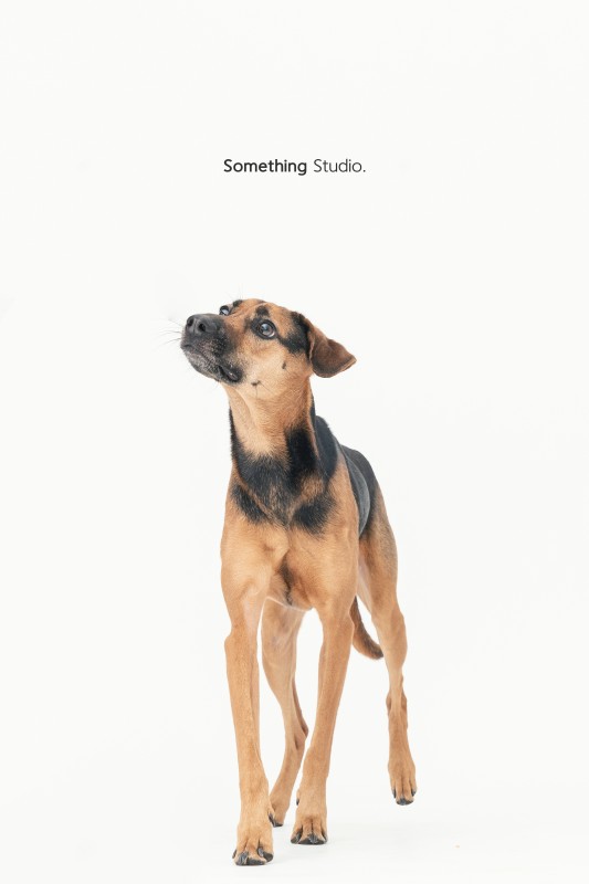 SOMETHINGSTUDIO,三牲工作室,三牲,中途攝影,寵物寫真,寵物攝影,寵物肖像,毛孩,毛孩寫真,汪星人,狗,米克斯,領養不棄養,領養代替購買