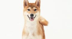 SOMETHINGSTUDIO,三牲工作室,三牲,中途攝影,寵物寫真,寵物攝影,寵物肖像,毛孩,毛孩寫真,汪星人,狗,米克斯,領養不棄養,領養代替購買