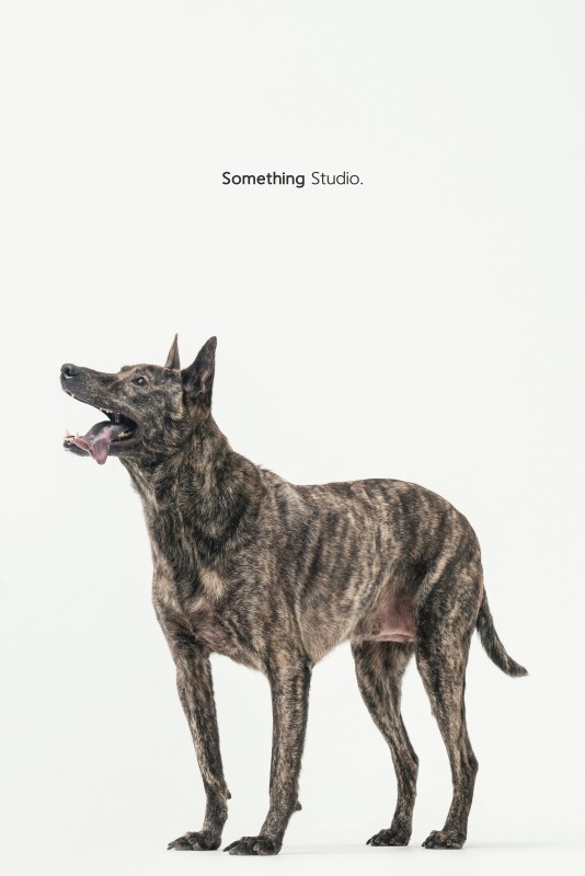 SOMETHINGSTUDIO,三牲工作室,三牲,中途攝影,寵物寫真,寵物攝影,寵物肖像,毛孩,毛孩寫真,汪星人,狗,米克斯,領養不棄養,領養代替購買