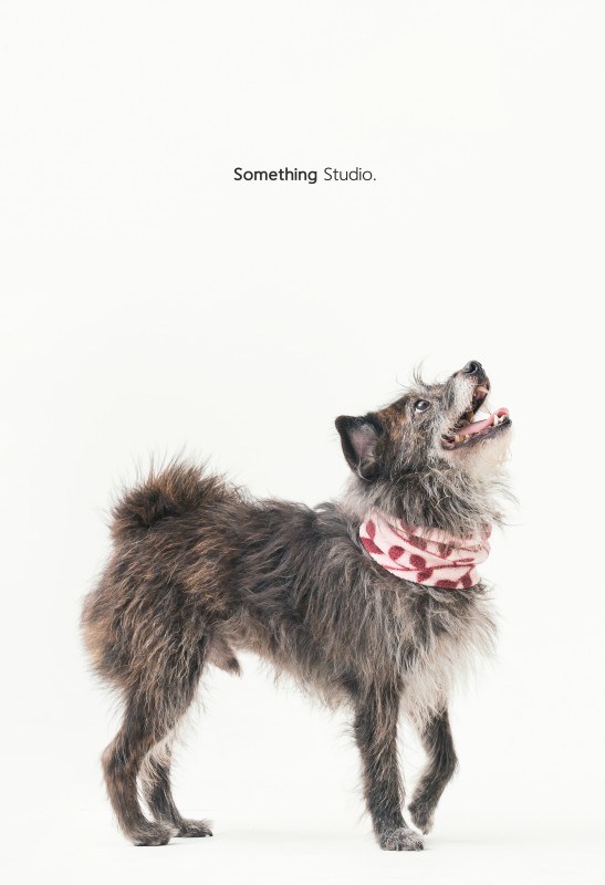 SOMETHINGSTUDIO,三牲工作室,三牲,中途攝影,寵物寫真,寵物攝影,寵物肖像,毛孩,毛孩寫真,喵星人,貓奴,貓,領養不棄養,領養代替購買