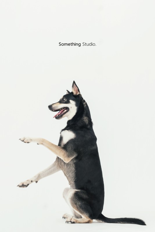 SOMETHINGSTUDIO,三牲工作室,三牲,中途攝影,寵物寫真,寵物攝影,寵物肖像,毛孩,毛孩寫真,汪星人,狗,米克斯,領養不棄養,領養代替購買
