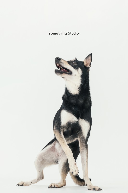 SOMETHINGSTUDIO,三牲工作室,三牲,中途攝影,寵物寫真,寵物攝影,寵物肖像,毛孩,毛孩寫真,汪星人,狗,米克斯,領養不棄養,領養代替購買