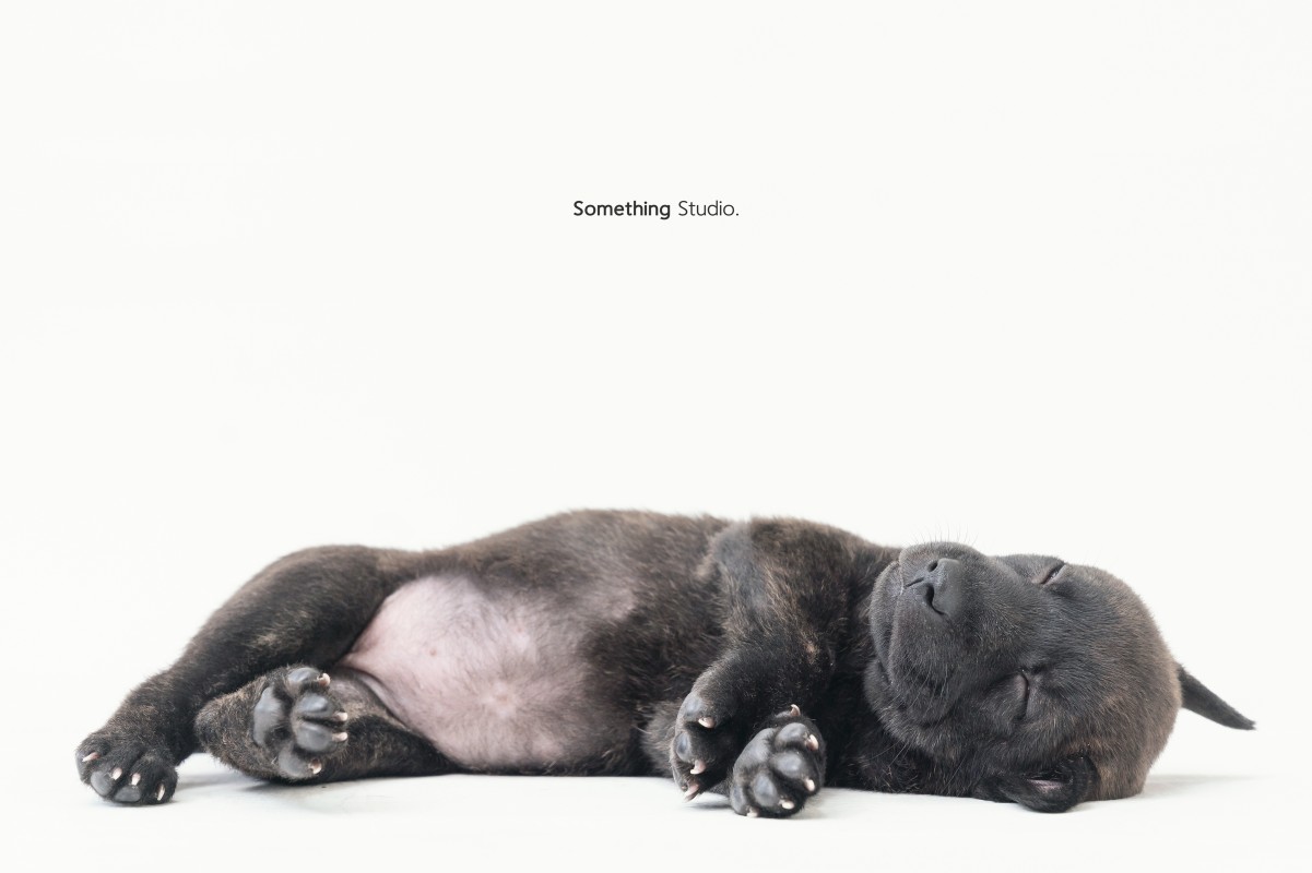 SOMETHINGSTUDIO,三牲工作室,三牲,中途攝影,寵物寫真,寵物攝影,寵物肖像,毛孩,毛孩寫真,汪星人,狗,米克斯,領養不棄養,領養代替購買