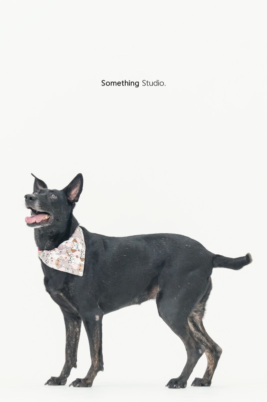 SOMETHINGSTUDIO,三牲工作室,三牲,中途攝影,寵物寫真,寵物攝影,寵物肖像,毛孩,毛孩寫真,汪星人,狗,米克斯,領養不棄養,領養代替購買