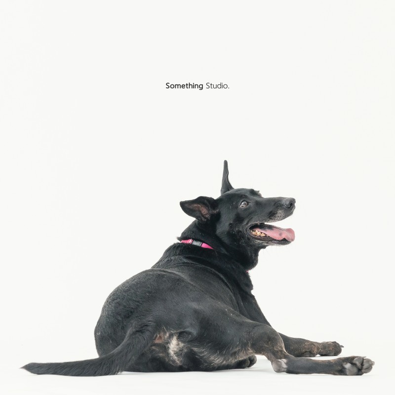 SOMETHINGSTUDIO,三牲工作室,三牲,中途攝影,寵物寫真,寵物攝影,寵物肖像,毛孩,毛孩寫真,汪星人,狗,米克斯,領養不棄養,領養代替購買