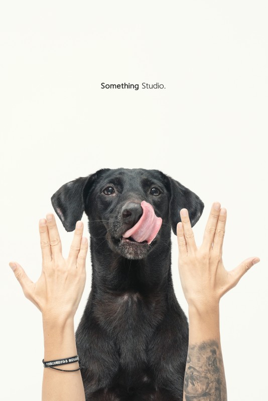 SOMETHINGSTUDIO,三牲工作室,三牲,中途攝影,寵物寫真,寵物攝影,寵物肖像,毛孩,毛孩寫真,汪星人,狗,米克斯,領養不棄養,領養代替購買