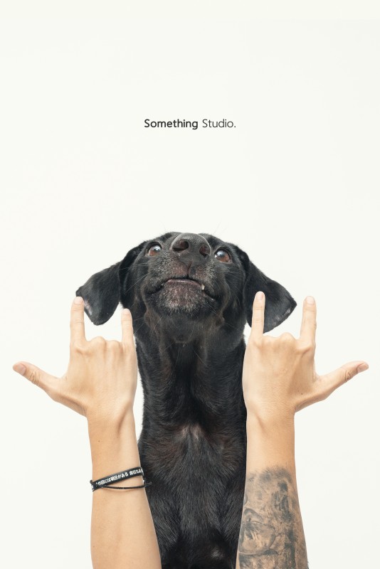 SOMETHINGSTUDIO,三牲工作室,三牲,中途攝影,寵物寫真,寵物攝影,寵物肖像,毛孩,毛孩寫真,汪星人,狗,米克斯,領養不棄養,領養代替購買