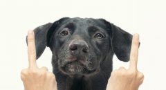 SOMETHINGSTUDIO,三牲工作室,三牲,中途攝影,寵物寫真,寵物攝影,寵物肖像,毛孩,毛孩寫真,汪星人,狗,米克斯,領養不棄養,領養代替購買