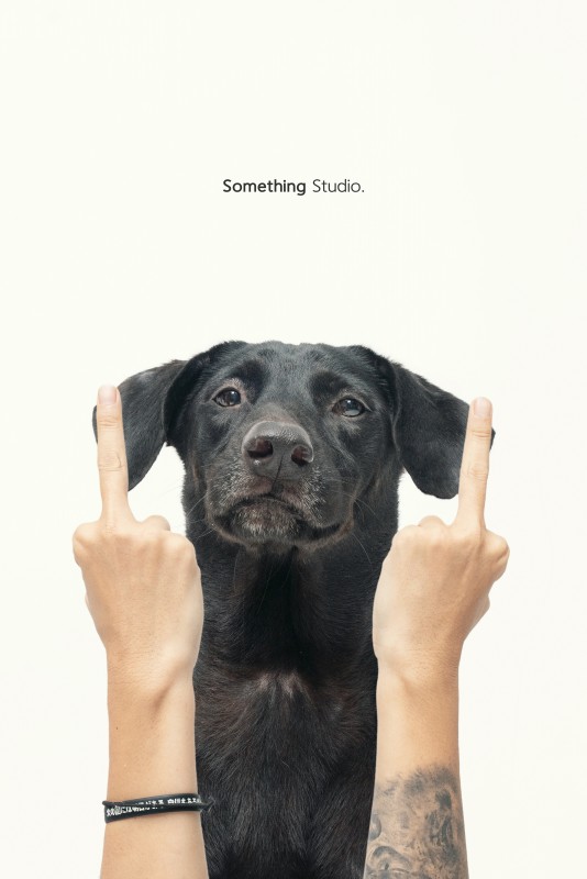 SOMETHINGSTUDIO,三牲工作室,三牲,中途攝影,寵物寫真,寵物攝影,寵物肖像,毛孩,毛孩寫真,汪星人,狗,米克斯,領養不棄養,領養代替購買