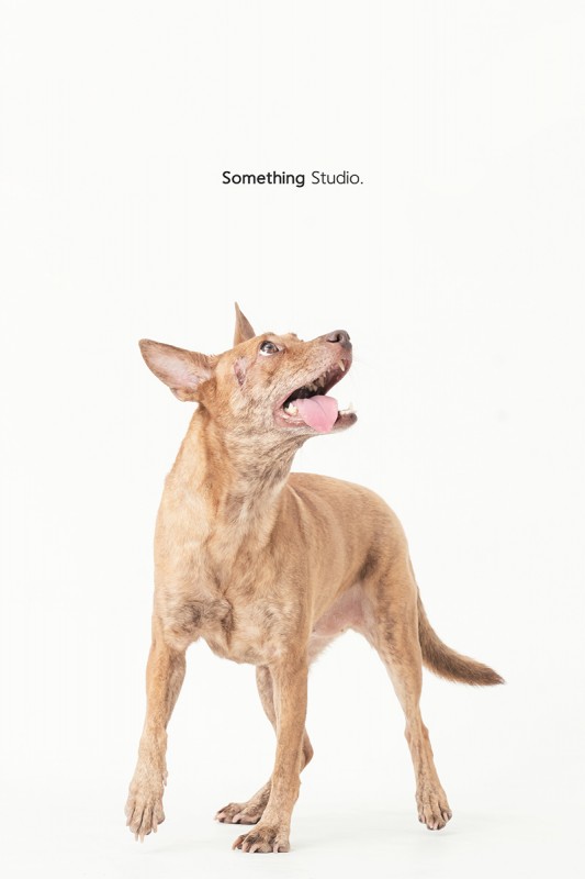 SOMETHINGSTUDIO,三牲工作室,三牲,中途攝影,寵物寫真,寵物攝影,寵物肖像,毛孩,毛孩寫真,汪星人,狗,米克斯,領養不棄養,領養代替購買