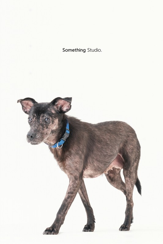 SOMETHINGSTUDIO,三牲工作室,三牲,中途攝影,寵物寫真,寵物攝影,寵物肖像,毛孩,毛孩寫真,汪星人,狗,米克斯,領養不棄養,領養代替購買