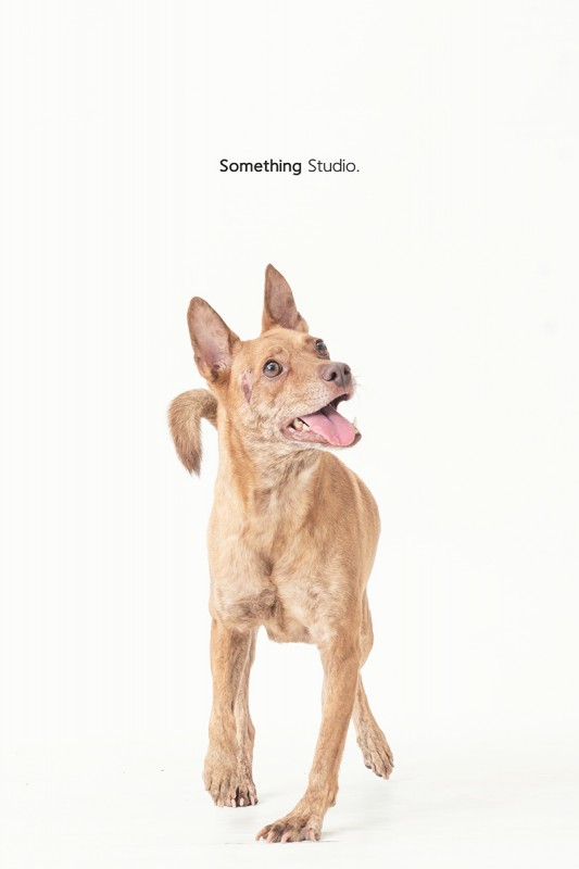 SOMETHINGSTUDIO,三牲工作室,三牲,中途攝影,寵物寫真,寵物攝影,寵物肖像,毛孩,毛孩寫真,汪星人,狗,米克斯,領養不棄養,領養代替購買