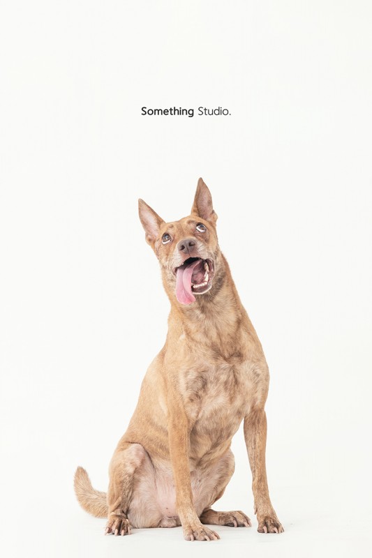 SOMETHINGSTUDIO,三牲工作室,三牲,中途攝影,寵物寫真,寵物攝影,寵物肖像,毛孩,毛孩寫真,汪星人,狗,米克斯,領養不棄養,領養代替購買