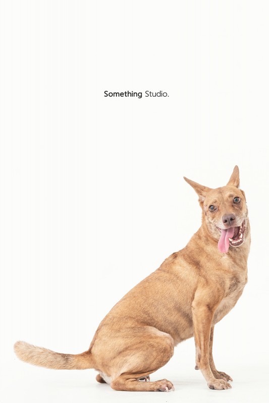 SOMETHINGSTUDIO,三牲工作室,三牲,中途攝影,寵物寫真,寵物攝影,寵物肖像,毛孩,毛孩寫真,汪星人,狗,米克斯,領養不棄養,領養代替購買
