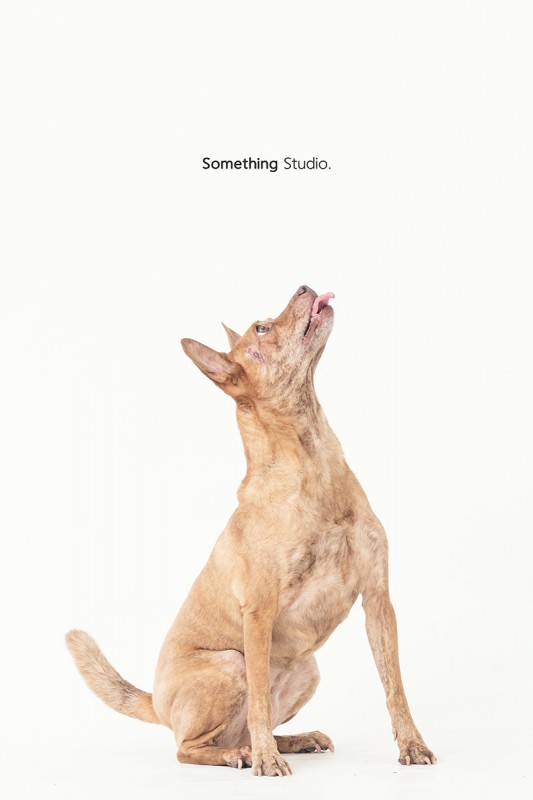 SOMETHINGSTUDIO,三牲工作室,三牲,中途攝影,寵物寫真,寵物攝影,寵物肖像,毛孩,毛孩寫真,汪星人,狗,米克斯,領養不棄養,領養代替購買