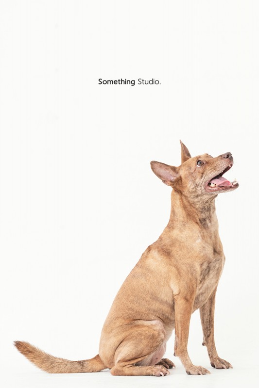 SOMETHINGSTUDIO,三牲工作室,三牲,中途攝影,寵物寫真,寵物攝影,寵物肖像,毛孩,毛孩寫真,汪星人,狗,米克斯,領養不棄養,領養代替購買