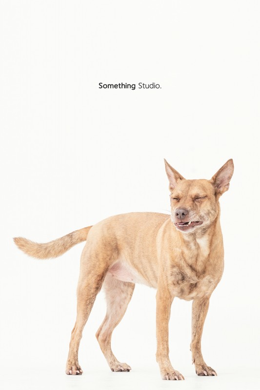 SOMETHINGSTUDIO,三牲工作室,三牲,中途攝影,寵物寫真,寵物攝影,寵物肖像,毛孩,毛孩寫真,汪星人,狗,米克斯,領養不棄養,領養代替購買