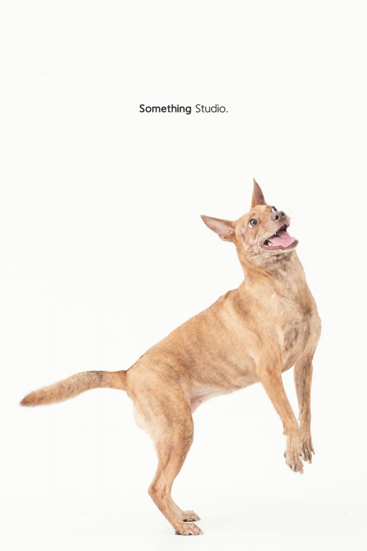 SOMETHINGSTUDIO,三牲工作室,三牲,中途攝影,寵物寫真,寵物攝影,寵物肖像,毛孩,毛孩寫真,汪星人,狗,米克斯,領養不棄養,領養代替購買