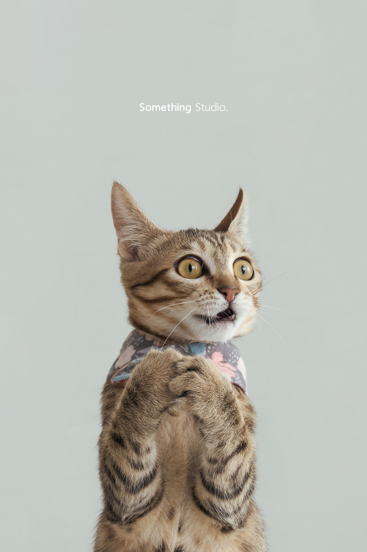 SOMETHINGSTUDIO,三牲工作室,三牲,中途攝影,寵物寫真,寵物攝影,寵物肖像,毛孩,毛孩寫真,喵星人,貓,米克斯,領養不棄養,領養代替購買