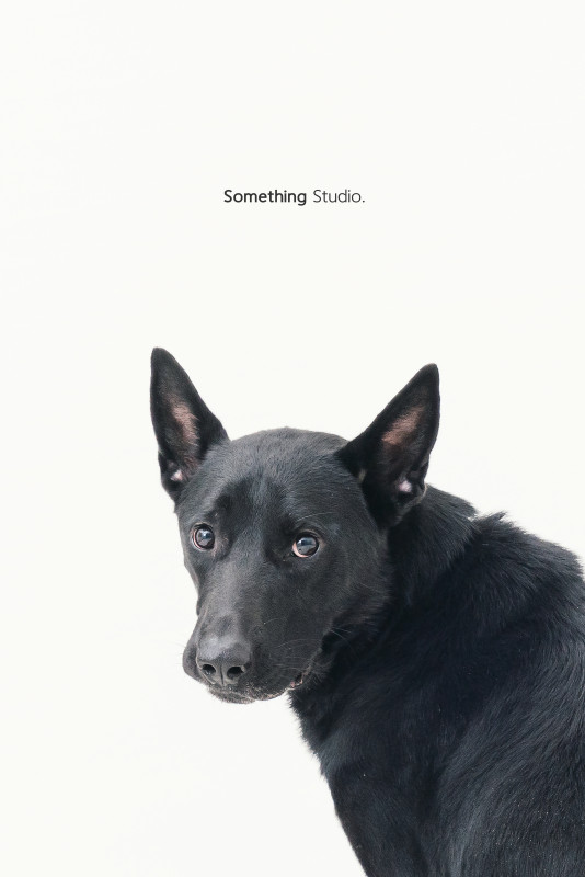 SOMETHINGSTUDIO,三牲工作室,三牲,中途攝影,寵物寫真,寵物攝影,寵物肖像,毛孩,毛孩寫真,汪星人,喵星人,狗,米克斯,領養不棄養,領養代替購買