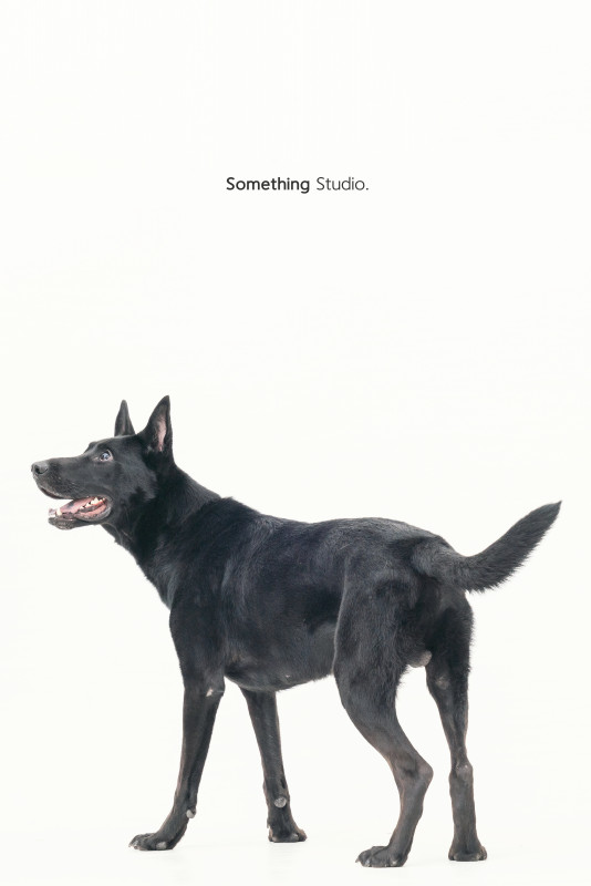 SOMETHINGSTUDIO,三牲工作室,三牲,中途攝影,寵物寫真,寵物攝影,寵物肖像,毛孩,毛孩寫真,汪星人,喵星人,狗,米克斯,領養不棄養,領養代替購買
