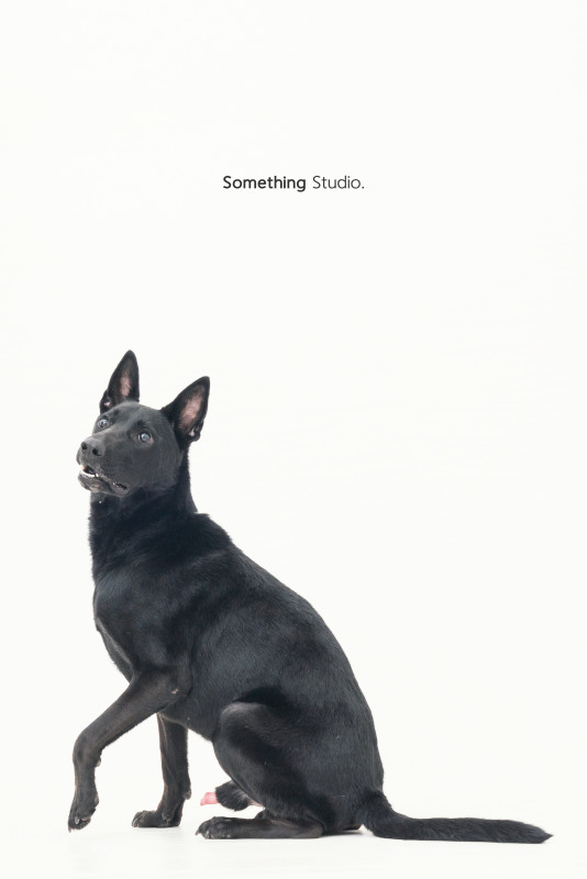 SOMETHINGSTUDIO,三牲工作室,三牲,中途攝影,寵物寫真,寵物攝影,寵物肖像,毛孩,毛孩寫真,汪星人,喵星人,狗,米克斯,領養不棄養,領養代替購買