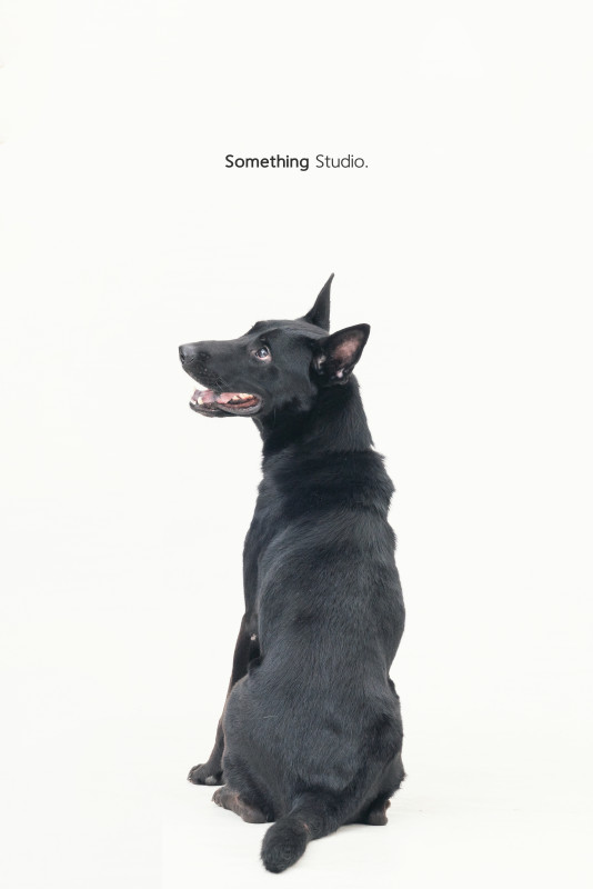 SOMETHINGSTUDIO,三牲工作室,三牲,中途攝影,寵物寫真,寵物攝影,寵物肖像,毛孩,毛孩寫真,汪星人,喵星人,狗,米克斯,領養不棄養,領養代替購買