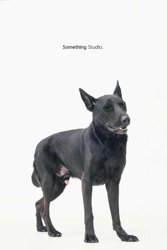 SOMETHINGSTUDIO,三牲工作室,三牲,中途攝影,寵物寫真,寵物攝影,寵物肖像,毛孩,毛孩寫真,汪星人,喵星人,狗,米克斯,領養不棄養,領養代替購買