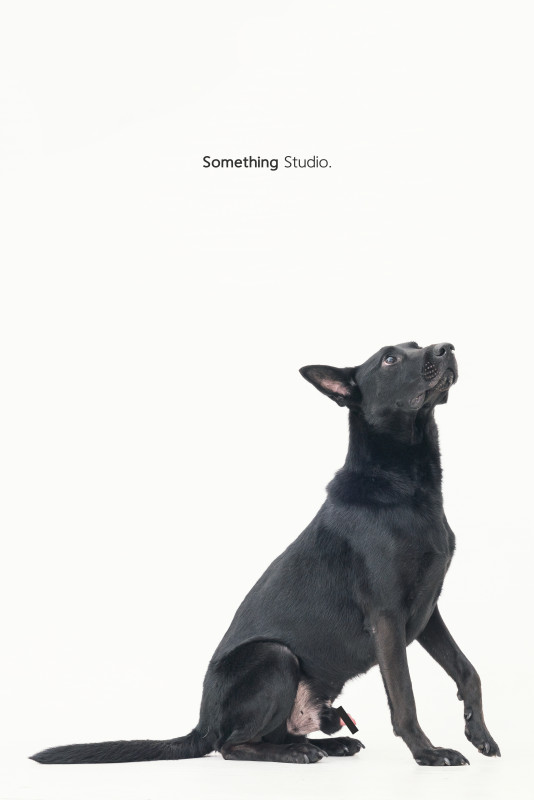 SOMETHINGSTUDIO,三牲工作室,三牲,中途攝影,寵物寫真,寵物攝影,寵物肖像,毛孩,毛孩寫真,汪星人,喵星人,狗,米克斯,領養不棄養,領養代替購買