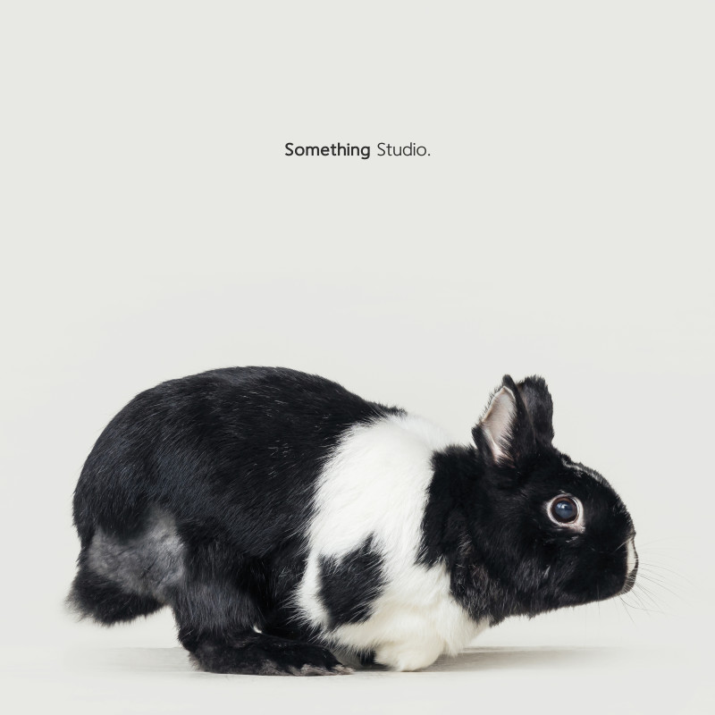 SOMETHINGSTUDIO,三牲工作室,三牲,中途攝影,寵物寫真,寵物攝影,寵物肖像,毛孩,毛孩寫真,汪星人,喵星人,兔星人,狗,米克斯,領養不棄養,領養代替購買