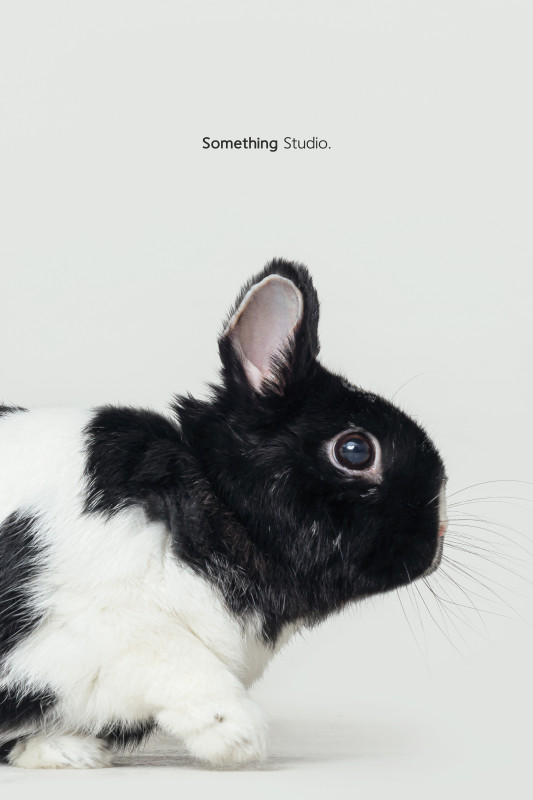 SOMETHINGSTUDIO,三牲工作室,三牲,中途攝影,寵物寫真,寵物攝影,寵物肖像,毛孩,毛孩寫真,汪星人,喵星人,兔星人,狗,米克斯,領養不棄養,領養代替購買