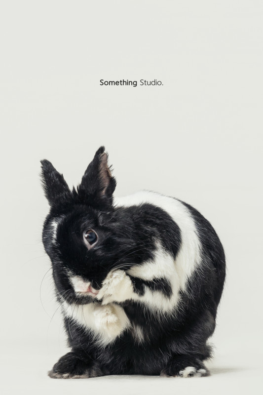 SOMETHINGSTUDIO,三牲工作室,三牲,中途攝影,寵物寫真,寵物攝影,寵物肖像,毛孩,毛孩寫真,汪星人,喵星人,兔星人,狗,米克斯,領養不棄養,領養代替購買