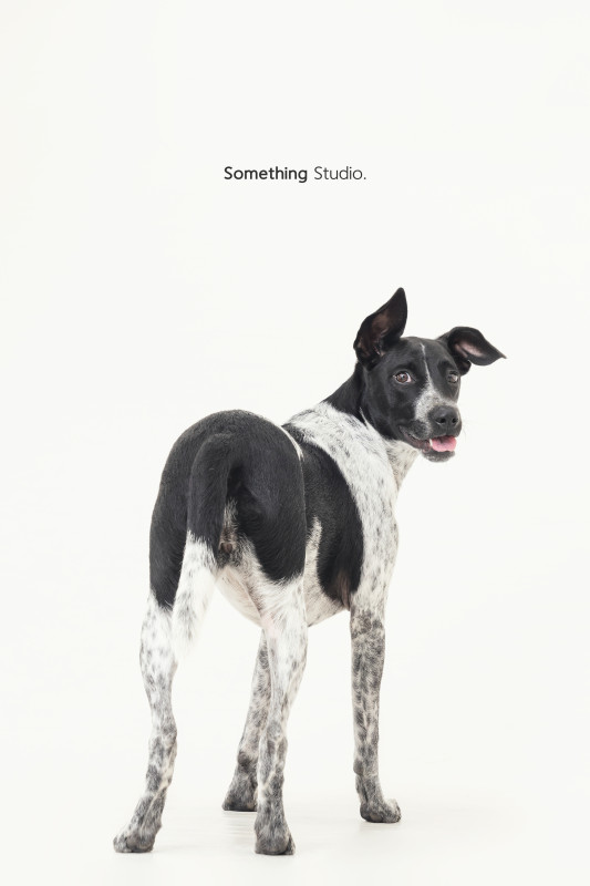 SOMETHINGSTUDIO,三牲工作室,三牲,中途攝影,寵物寫真,寵物攝影,寵物肖像,毛孩,毛孩寫真,汪星人,喵星人,兔星人,狗,米克斯,領養不棄養,領養代替購買