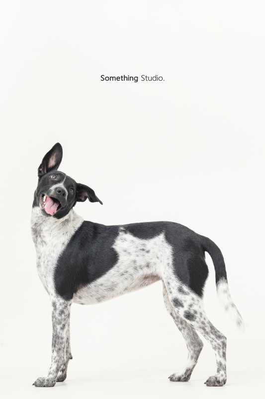 SOMETHINGSTUDIO,三牲工作室,三牲,中途攝影,寵物寫真,寵物攝影,寵物肖像,毛孩,毛孩寫真,汪星人,喵星人,兔星人,狗,米克斯,領養不棄養,領養代替購買