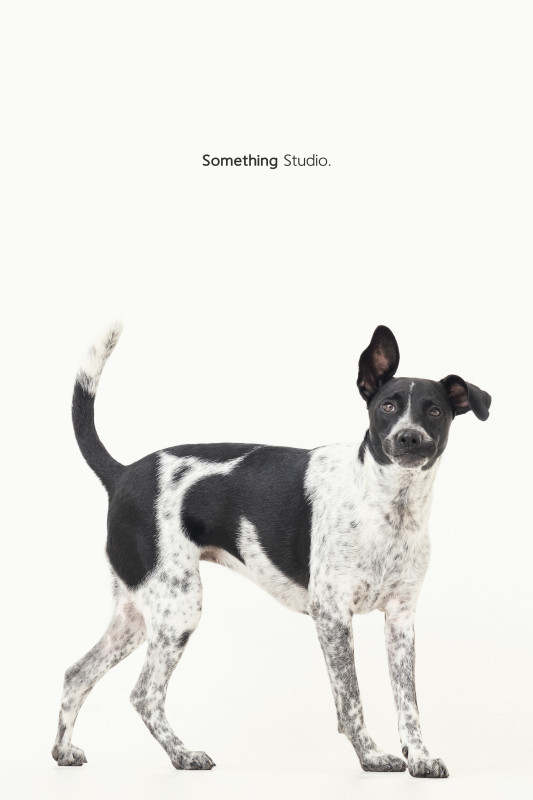 SOMETHINGSTUDIO,三牲工作室,三牲,中途攝影,寵物寫真,寵物攝影,寵物肖像,毛孩,毛孩寫真,汪星人,喵星人,兔星人,狗,米克斯,領養不棄養,領養代替購買